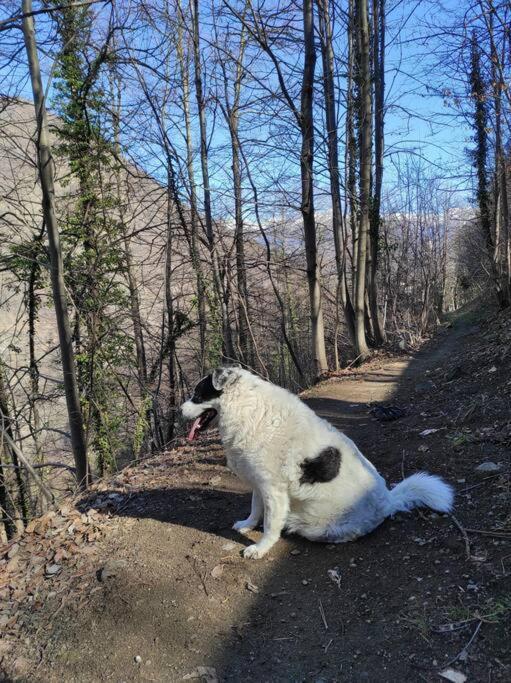 Casa Del Cios Calda E Intima Casetta Immersa Nel Verde Delle Montagne Alpe Basciumo Buitenkant foto