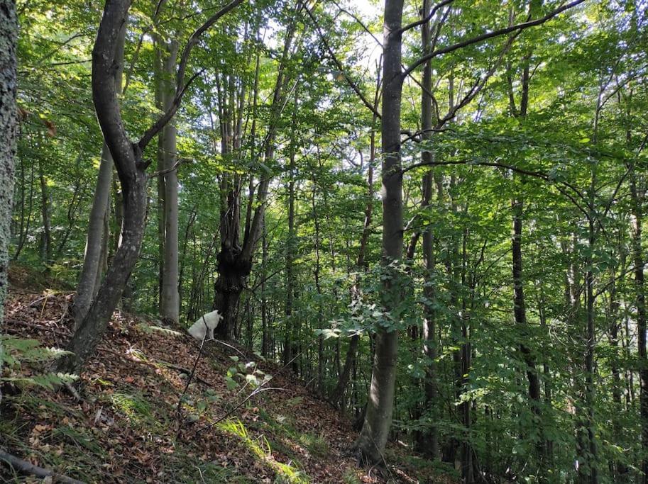 Casa Del Cios Calda E Intima Casetta Immersa Nel Verde Delle Montagne Alpe Basciumo Buitenkant foto